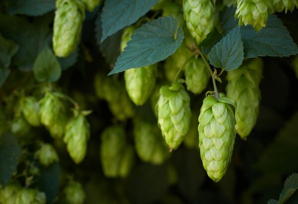 CERVEJA: Com investimentos da Faperj, startup em Seropédica desenvolve produção de lúpulo brasileiro