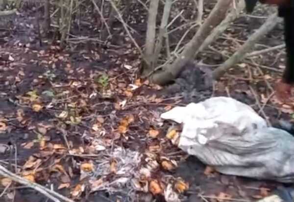 Guarda Municipal de Niterói reintegra mais de 250 caranguejos no manguezal de Itaipu após apreensão