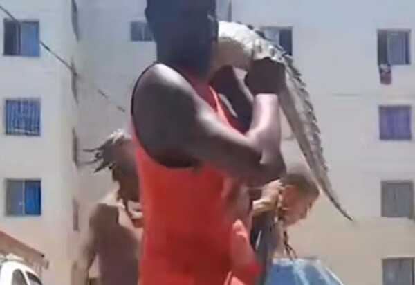 Jacaré é morto no parque São José em Belford roxo