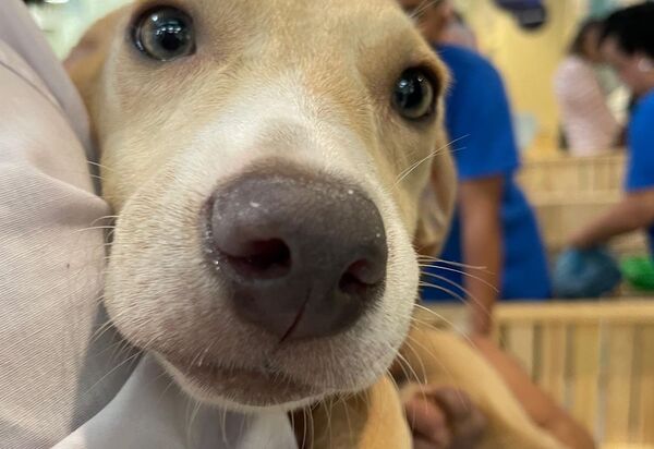 Bangu Shopping realiza última edição do ano da campanha Adote um Pet em parceria com a RJPET