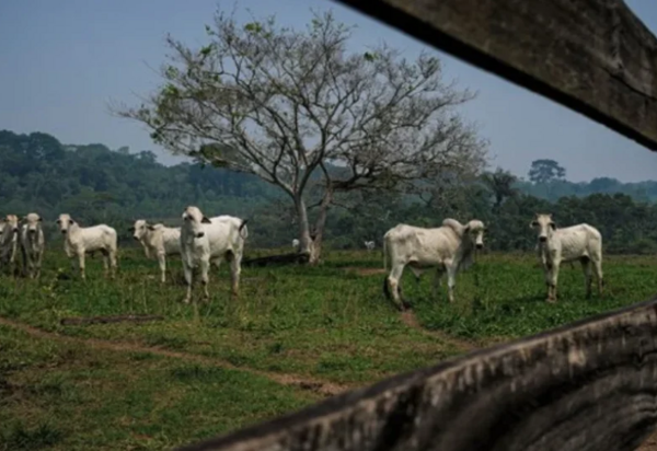 Segundo maior frigorífico do país lucra na Bolsa com lavagem de gado e desmatamento ilegal 