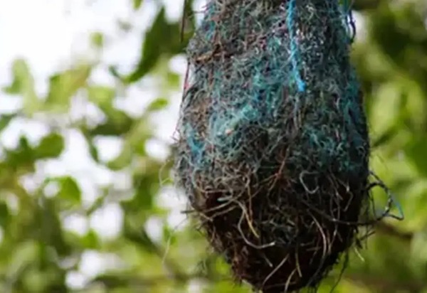 Poluição: no Brasil, aves estão fazendo ninhos com resíduos plásticos