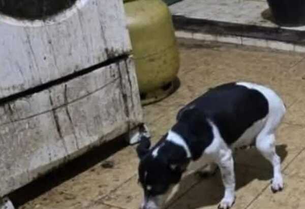 Médico matava e congelava cães na região dos lagos