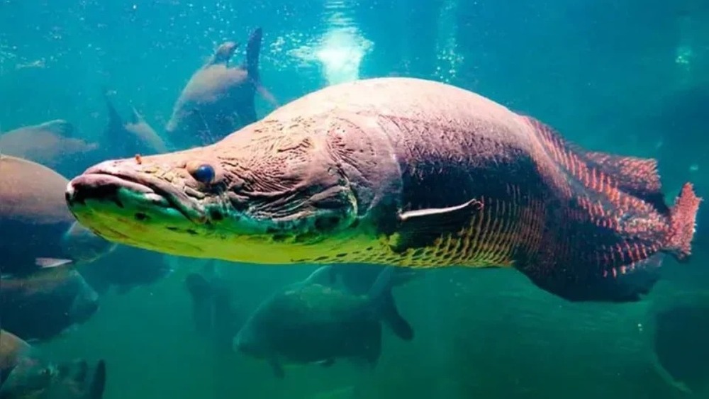 Nativo da Amazônia, peixe gigante avança em rios de SP e coloca outras espécies em risco