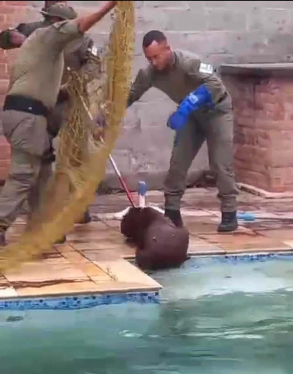 Capivara de 85 quilos se refresca em piscina em Itaipu e é resgatada pela Guarda Municipal