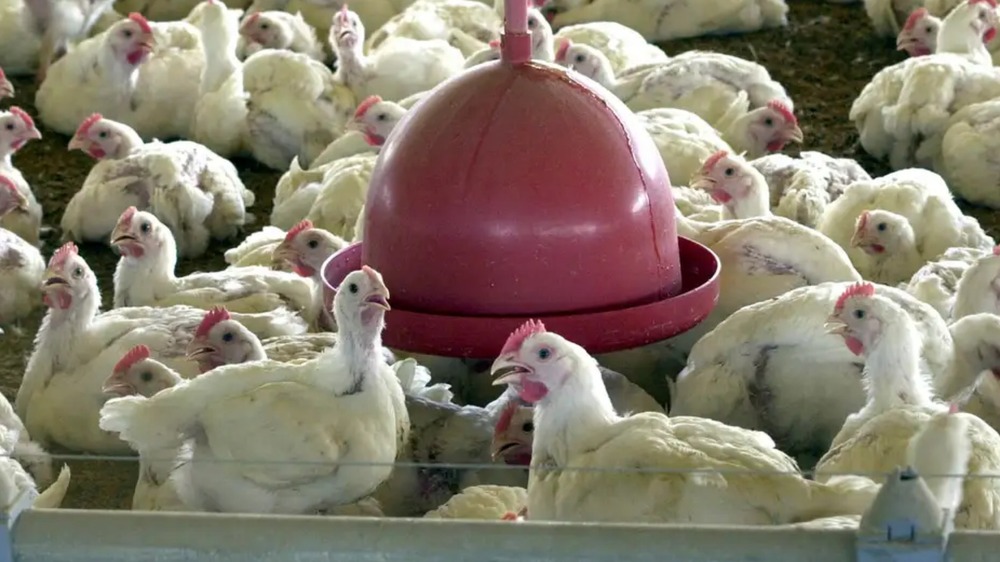 Gripe aviária: tire suas dúvidas sobre doença que afeta aves