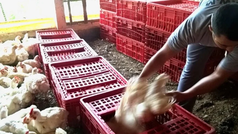 JBS é autuada por trabalho escravo na produção de frangos no Rio Grande do Sul