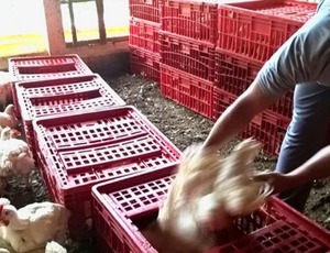 JBS é autuada por trabalho escravo na produção de frangos no Rio Grande do Sul