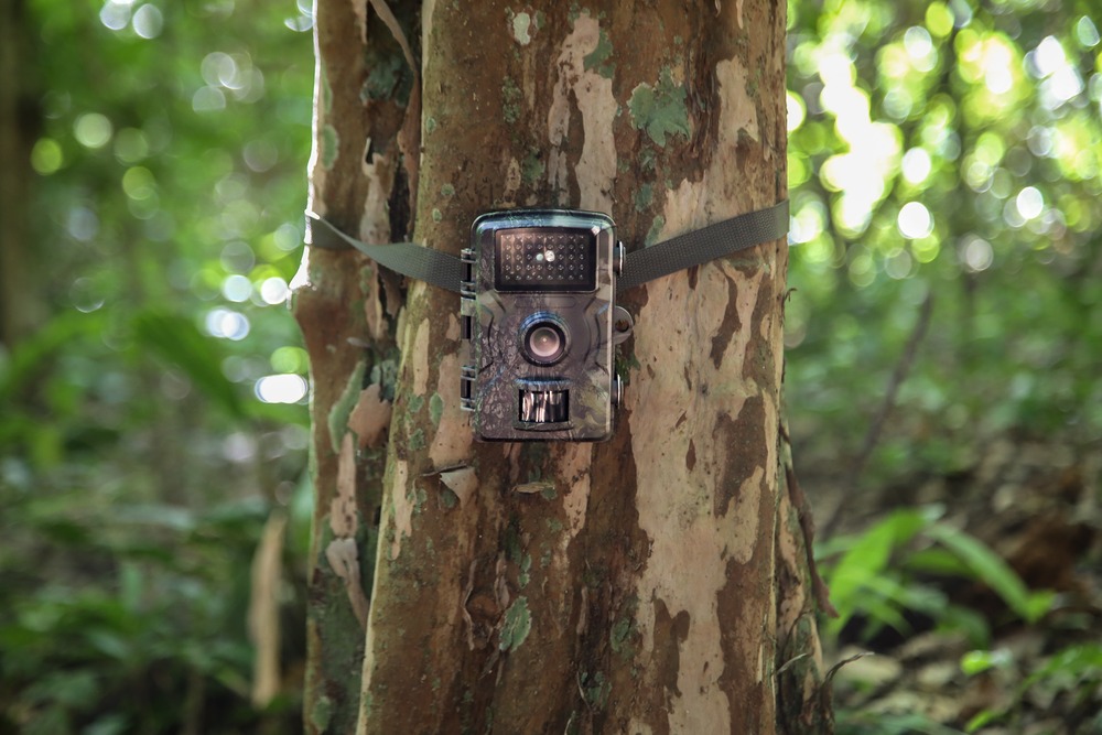 Governo do Rio entrega 480 câmeras para monitoramento da fauna silvestre no RJ