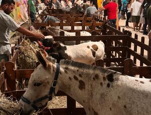 Dia do Meio Ambiente com oficinas, brincadeiras e animais da Fazendinha