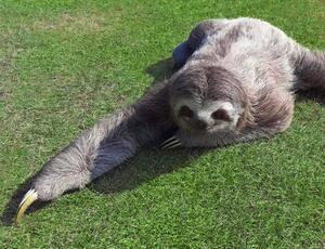 Projeto VIMA: A Sustentabilidade em Ação no Campo Olímpico de Golfe