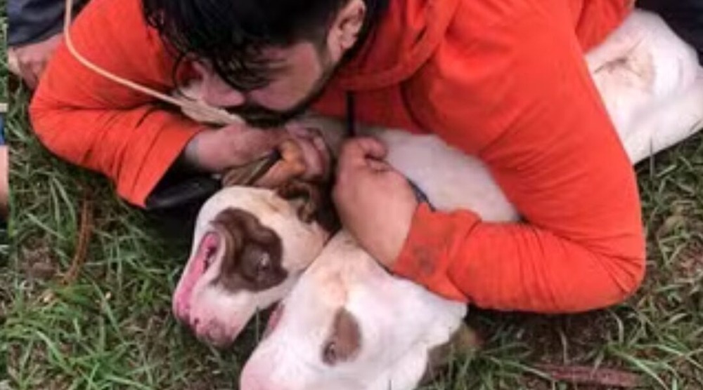 Muay Thai e Jiu-Jitsu salvam professor de ser morto por pitbulls