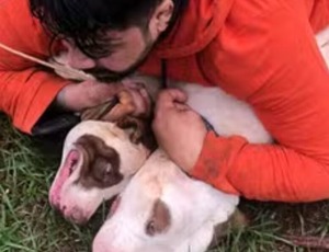 Muay Thai e Jiu-Jitsu salvam professor de ser morto por pitbulls