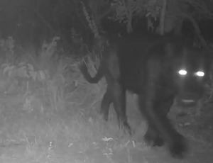 Onça-preta aparece pela primeira vez em reserva no Cerrado