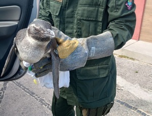 Niterói recebe pinguins vindos da Patagônia durante o inverno 