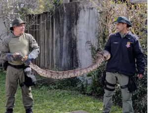 Guarda Ambiental de Niterói resgata jiboia de 3 metros em muro de casa em Várzea das Moças