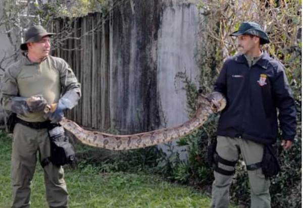 Guarda Ambiental de Niterói resgata jiboia de 3 metros em muro de casa em Várzea das Moças