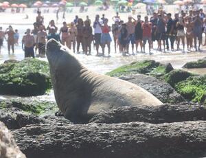 Surpresa em Niterói : elefante-marinho aparece em Piratininga e encanta banhistas