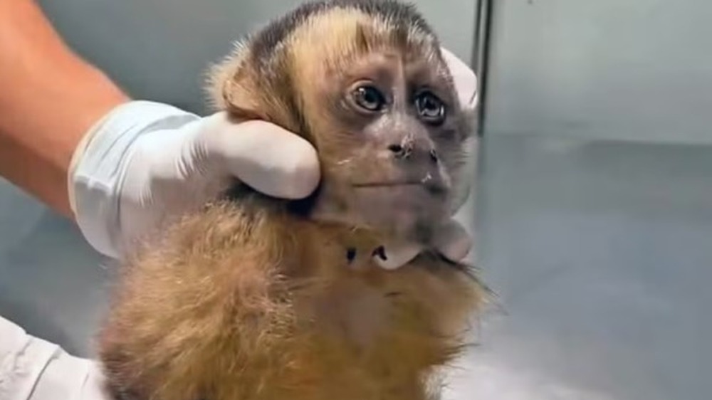 Fêmea de macaco-prego é baleada na Gávea e corre risco de ficar paraplégica