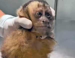 Fêmea de macaco-prego é baleada na Gávea e corre risco de ficar paraplégica