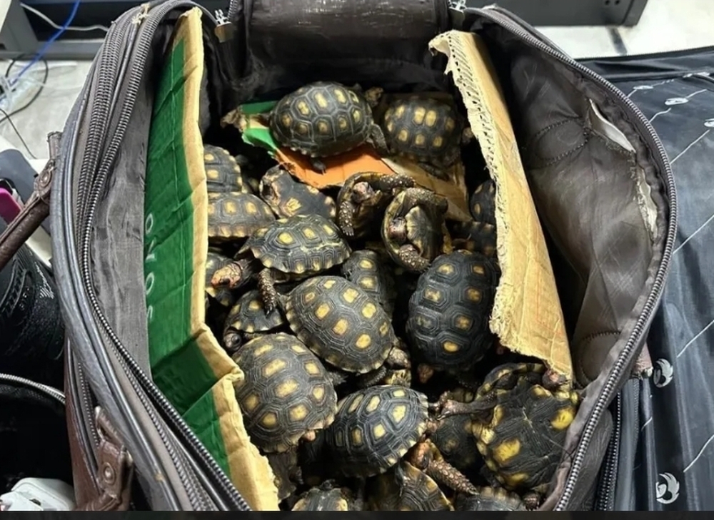 Força-Tarefa do Governo do Estado realiza a maior operação da história do Brasil contra tráfico de animais silvestres, armas e munições