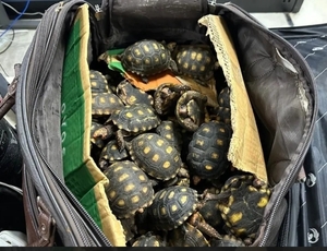 Força-Tarefa do Governo do Estado realiza a maior operação da história do Brasil contra tráfico de animais silvestres, armas e munições