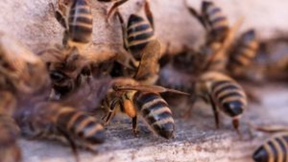 Esses 8 animais reconhecem seus parentes assim como humanos