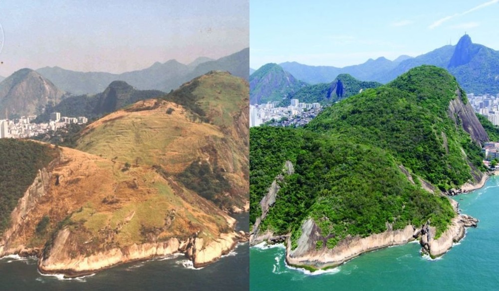 Conheça os projetos que transformaram o Rio em um estado onde a Mata Atlântica volta a crescer