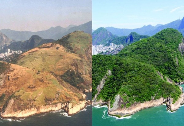 Conheça os projetos que transformaram o Rio em um estado onde a Mata Atlântica volta a crescer