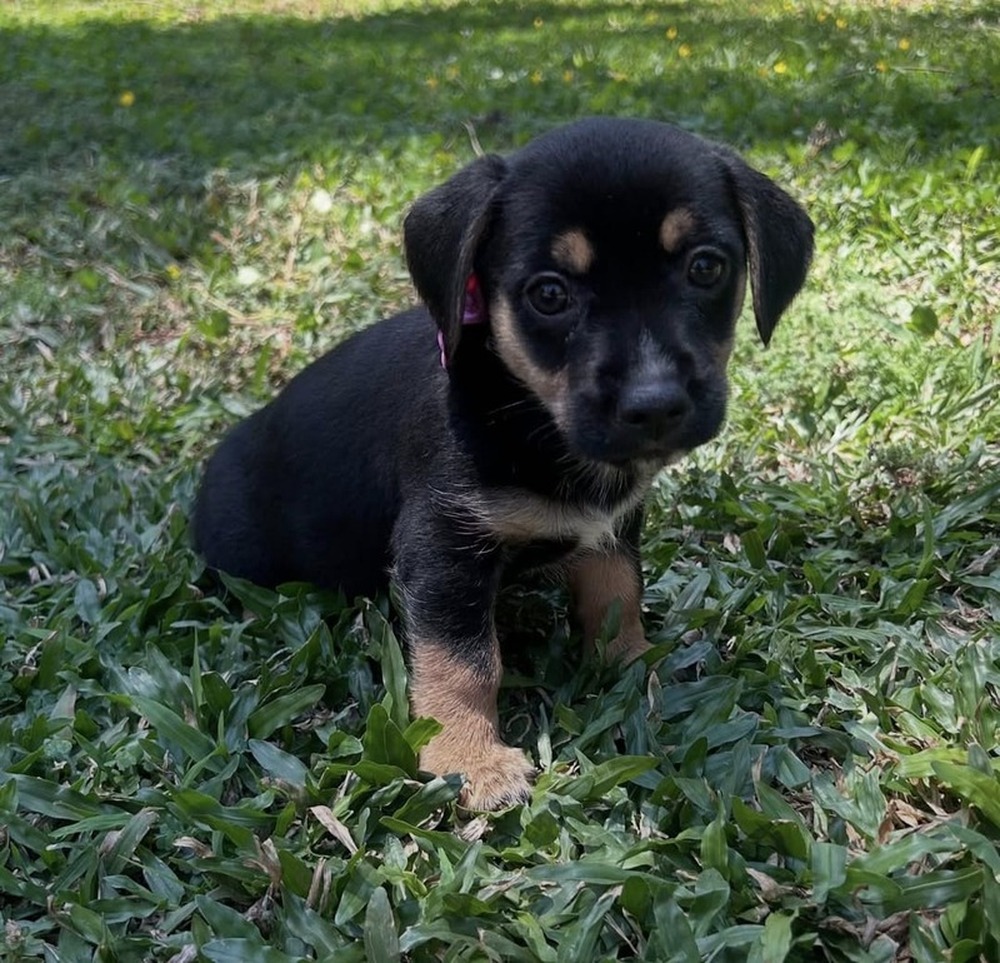 ONG Aliança com a Vida reforça importância da adoção responsável e da consciência social