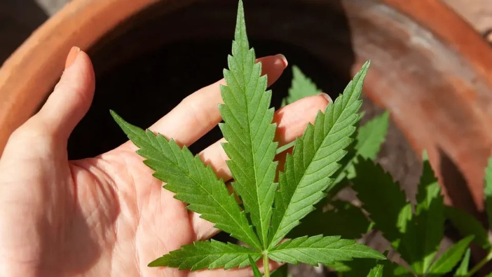 Motta pauta votação de projeto que autoriza comercialização de produtos à base de Cannabis