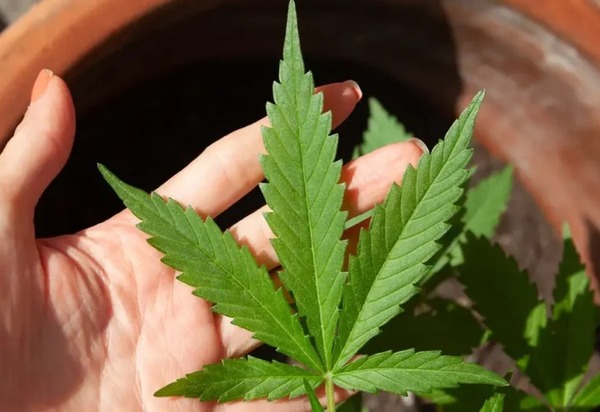 Motta pauta votação de projeto que autoriza comercialização de produtos à base de Cannabis