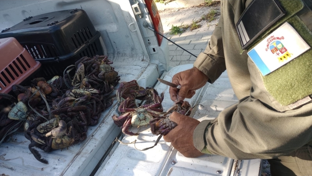 Guarda Ambiental da Prefeitura de Niterói apreende cerca de 50 caranguejos comercializados irregularmente na Praia de Itaipu