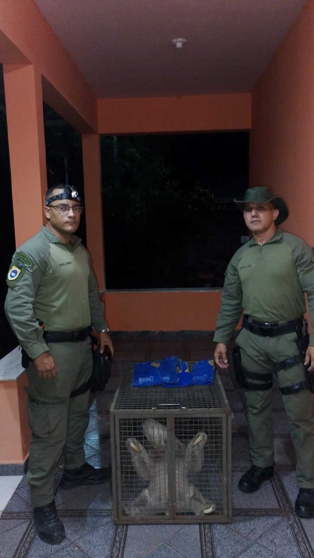 Visita inesperada na varanda: preguiça é resgatada e devolvida à natureza em Niterói