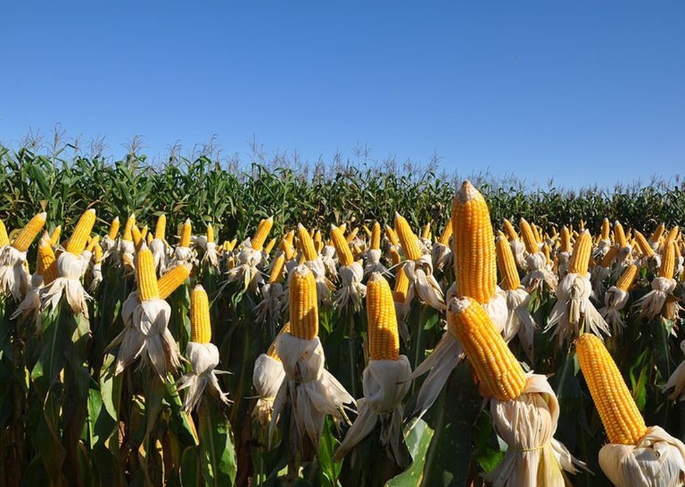 Fertilizantes e defensivos biológicos são 70% das 'invenções verdes' brasileiras no agro