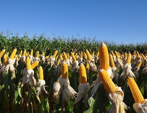 Fertilizantes e defensivos biológicos são 70% das 'invenções verdes' brasileiras no agro