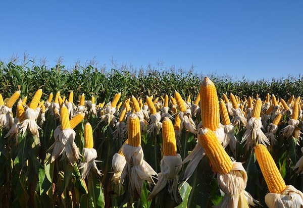 Fertilizantes e defensivos biológicos são 70% das 'invenções verdes' brasileiras no agro
