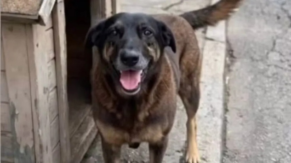 'Cão Orelha': casal confundido com pais de adolescente investigado relata ameaças de morte