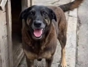 'Cão Orelha': casal confundido com pais de adolescente investigado relata ameaças de morte