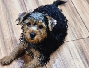 Foram resgatados 11 cães de raça que estavam em espaço inadequado na Barra da Tijuca