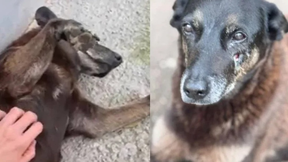 Polícia quer apreender passaporte de envolvido na morte do cão Orelha