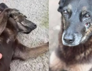 Polícia quer apreender passaporte de envolvido na morte do cão Orelha