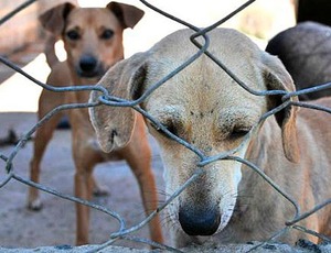 Senadores querem endurecer punição para maus-tratos a animais