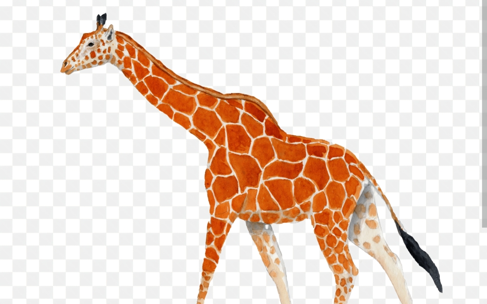 Justiça Federal julga caso das girafas importadas para o Rio e decisão reacende debate sobre fiscalização ambiental