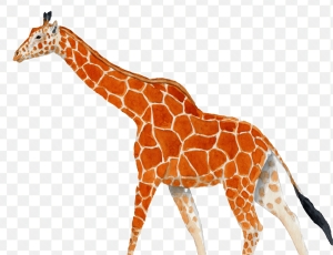 Justiça Federal julga caso das girafas importadas para o Rio e decisão reacende debate sobre fiscalização ambiental