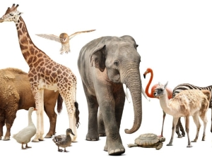 Câmera simula visão animal e revela como espécies enxergam