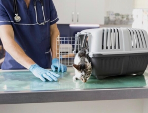 Clínicas veterinárias podem ser obrigadas a denunciar maus-tratos a animais no RJ