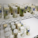 FAPERJ impulsiona pesquisa que desenvolve plantas mais produtivas e resistentes