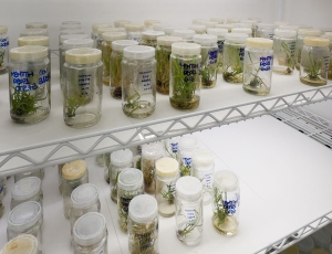 FAPERJ impulsiona pesquisa que desenvolve plantas mais produtivas e resistentes