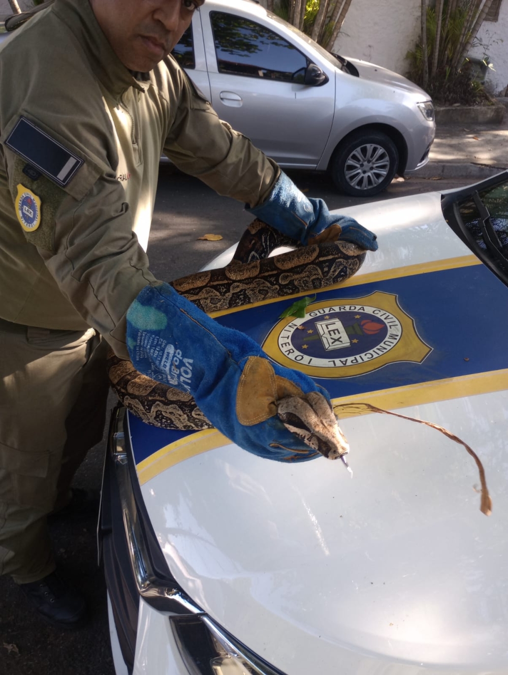 Guarda Ambiental resgata cobra de 2,5 metros na Região Oceânica de Niterói 
